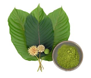 Unveiling the Secrets: Discovering Maeng Da Kratom – Seattle’s Hidden Gem for Holistic Health