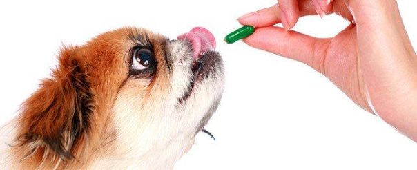 best cbd oil for dogs