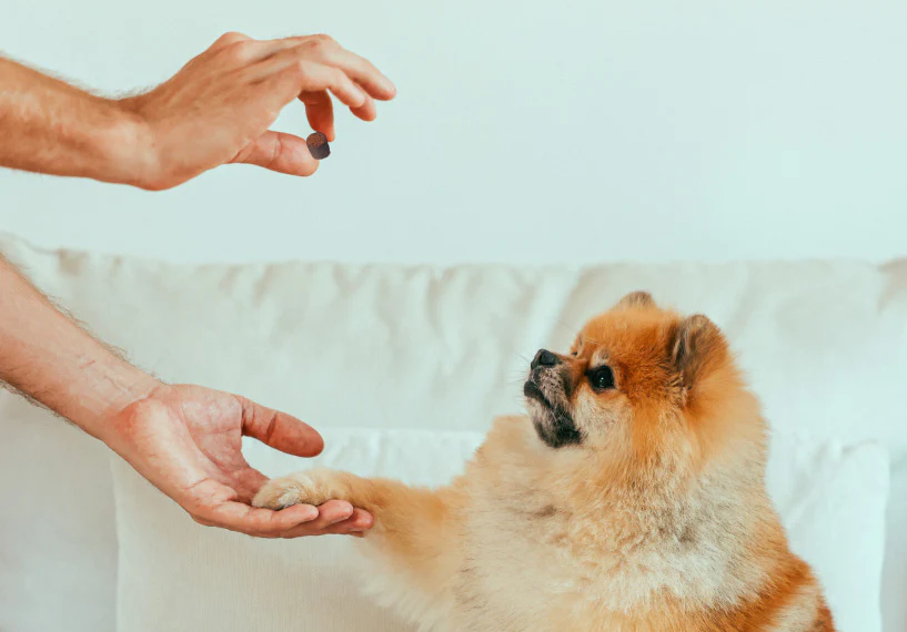 best cbd oil for dogs